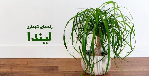 عکس از گل لیندا