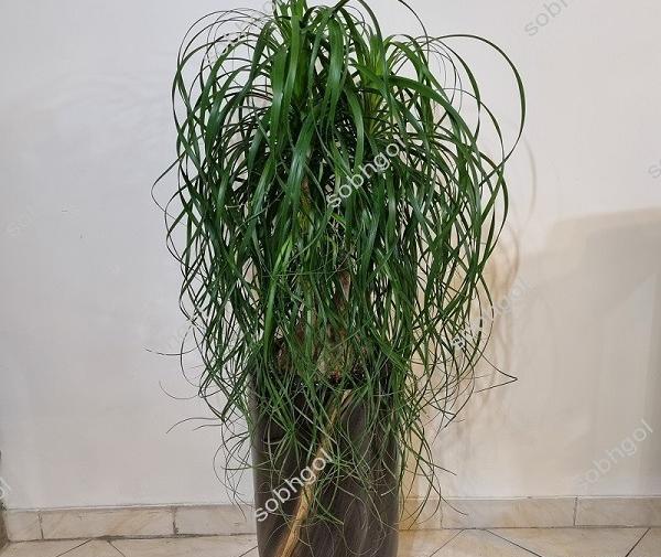 عکس از گل لیندا