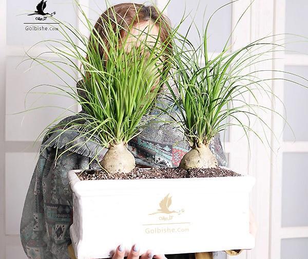 عکس از گل لیندا