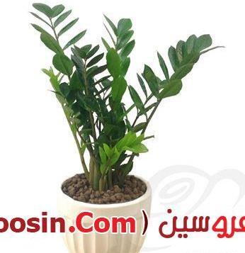 عکس گل فروشی زعیم تهران