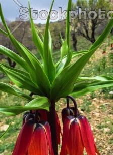 دانلود عکس گل لاله واژگون