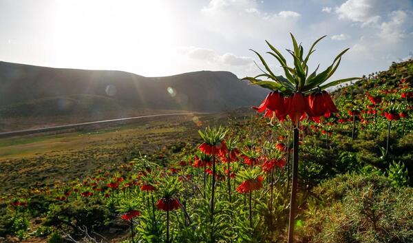 دانلود عکس گل لاله واژگون