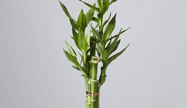 عکس همه گل های آپارتمانی