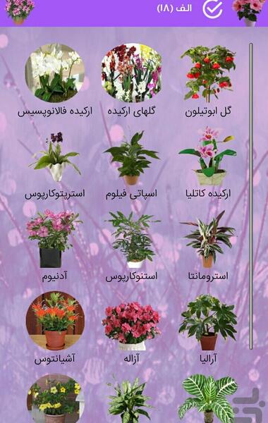 عکس همه گل های آپارتمانی