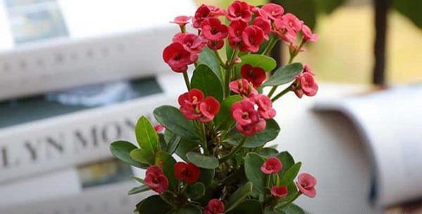 عکس همه گل های آپارتمانی