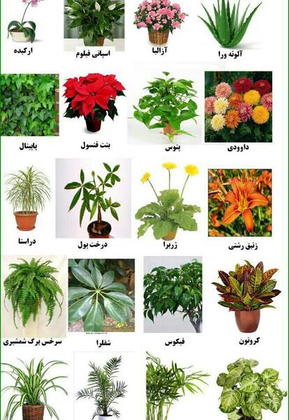 عکس همه گل های آپارتمانی