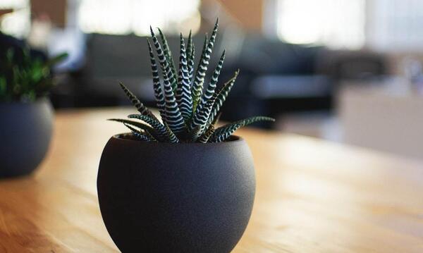عکس همه گل های آپارتمانی