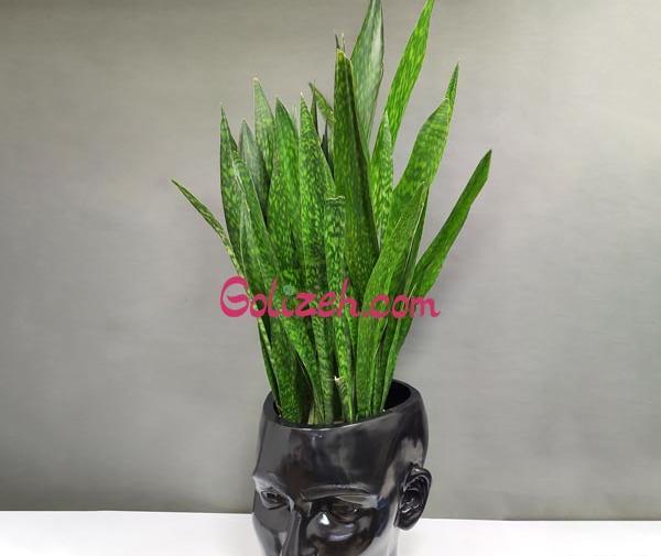 عکس همه گل های آپارتمانی