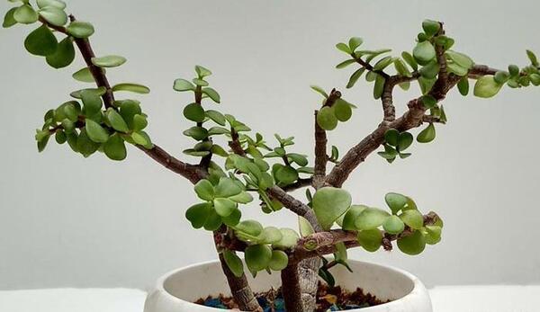 عکس همه گل های آپارتمانی