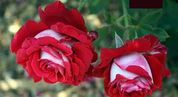 دانلود عکس گل عاشقانه جدید