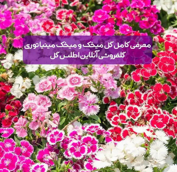 عکس گل میخک خشک شده