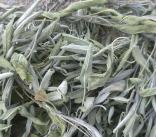 عکس گل میخک خشک شده