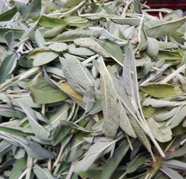 عکس گل میخک خشک شده