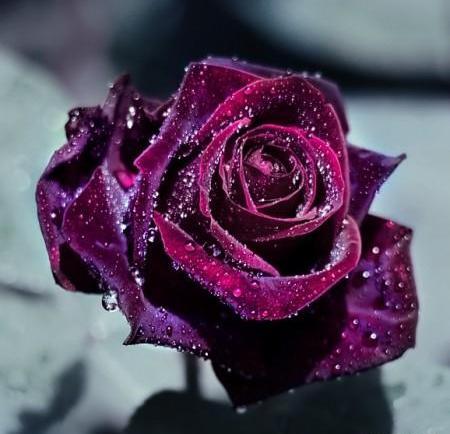 عکس گل گلایل مشکی