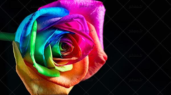 عکس گل گلایل مشکی