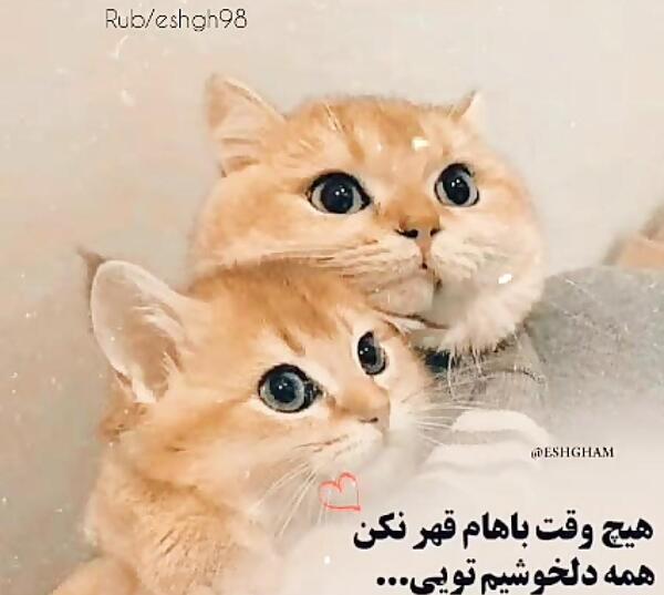 عکس عاشقانه وقتی قهری