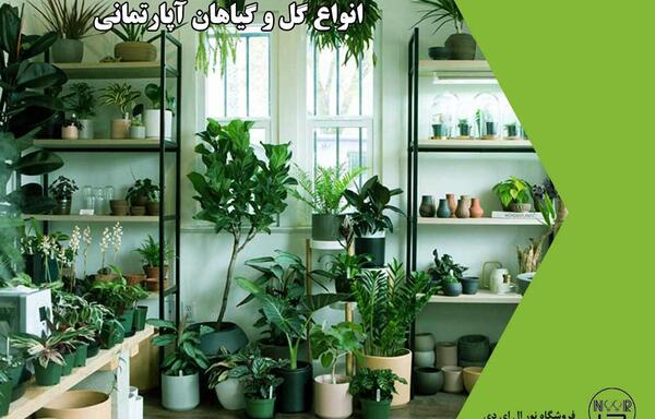 عکس گل و گیاه آپارتمانی