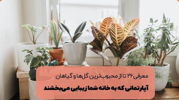 عکس گل و گیاه آپارتمانی