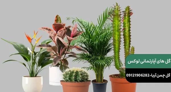عکس گل و گیاه آپارتمانی