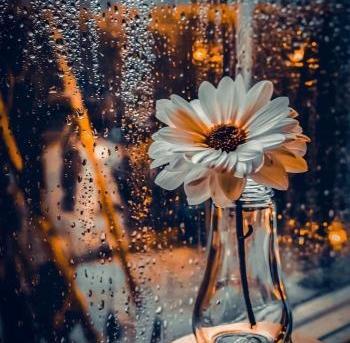عکس گل پروفایل اینستاگرام