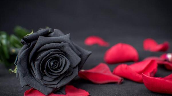 عکس گل سیاه جدید