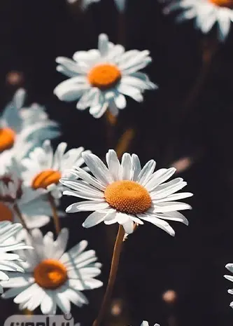 عکس گل برای صفحه گوشی