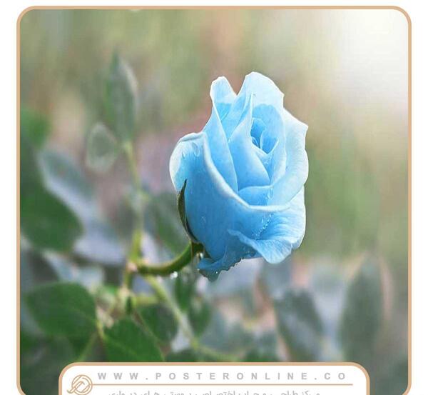 عکس گل رز سبز برای پروفایل