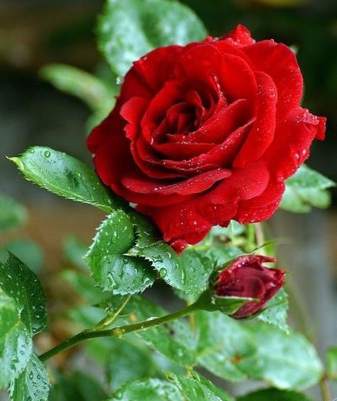 عکس گل رز سبز برای پروفایل