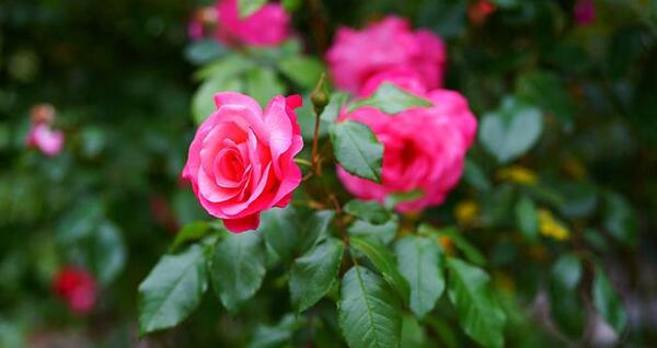 عکس گل رز سبز برای پروفایل
