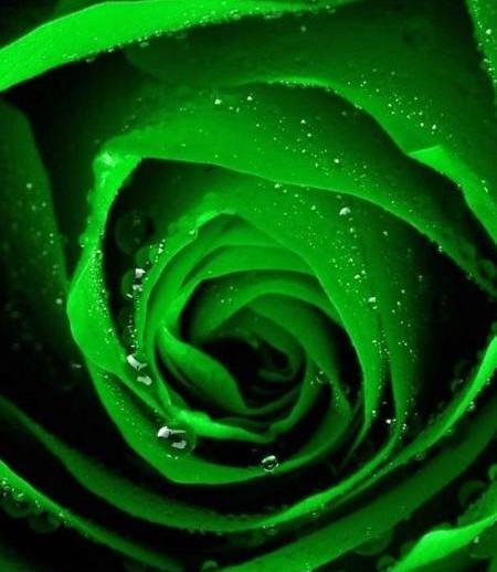 عکس گل رز سبز برای پروفایل