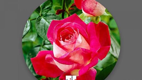 عکس گل رز سبز برای پروفایل
