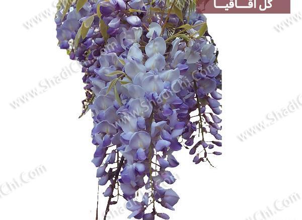 عکس گل اقاقیا بنفش
