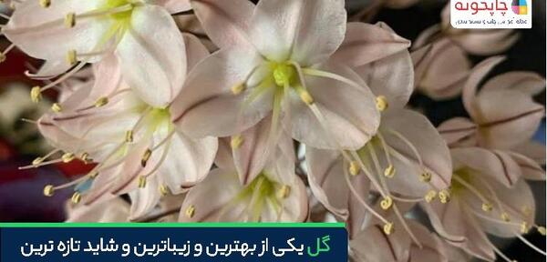 عکس گل اقاقیا بنفش