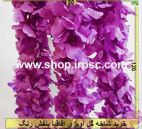 عکس گل اقاقیا بنفش