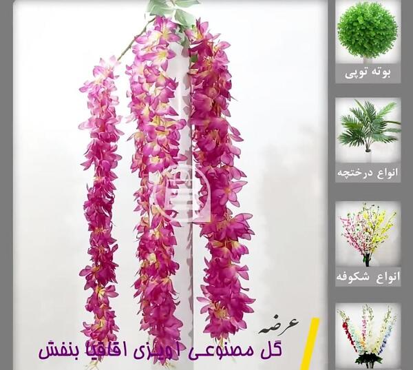 عکس گل اقاقیا بنفش