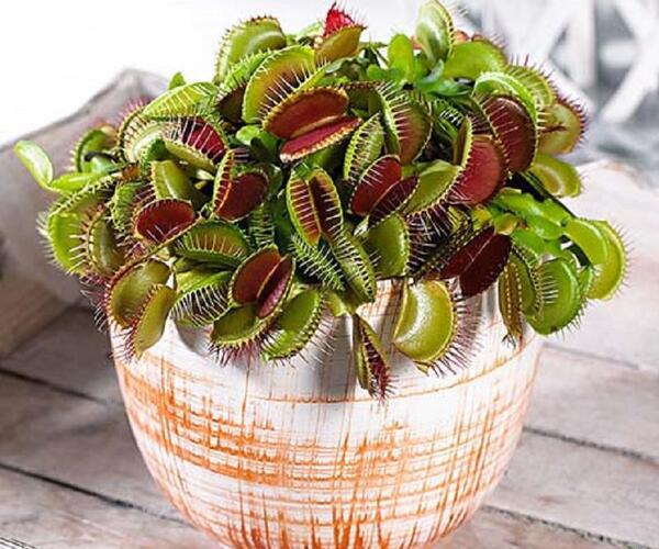 عکس گل های گوشت خوار
