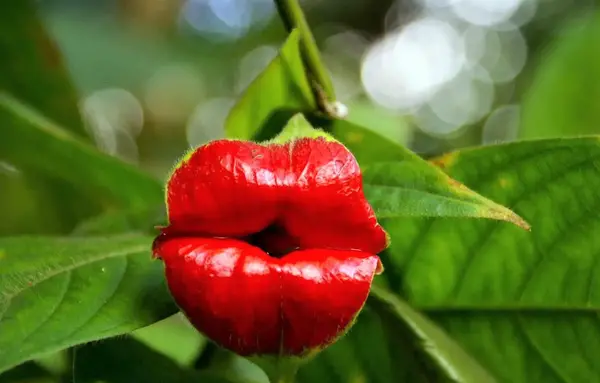 عکس گل های گوشت خوار