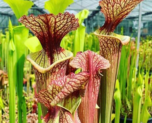 عکس گل های گوشت خوار