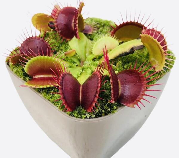عکس گل های گوشت خوار
