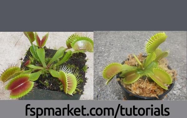 عکس گل های گوشت خوار
