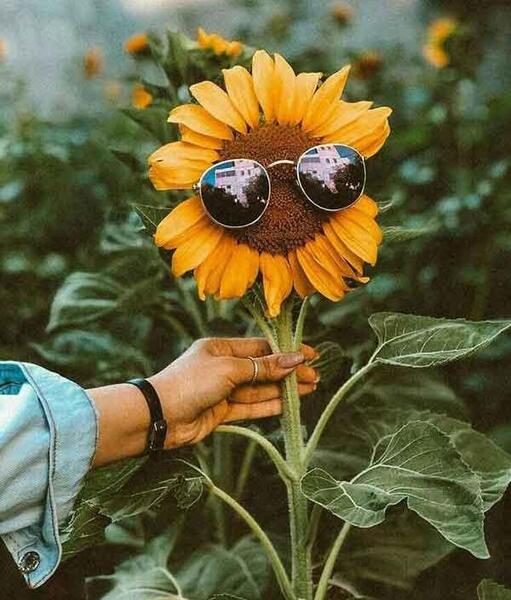 عکس گل جدید ۱۴۰۳