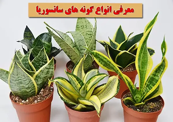 عکس گل سانسوریا ابلق