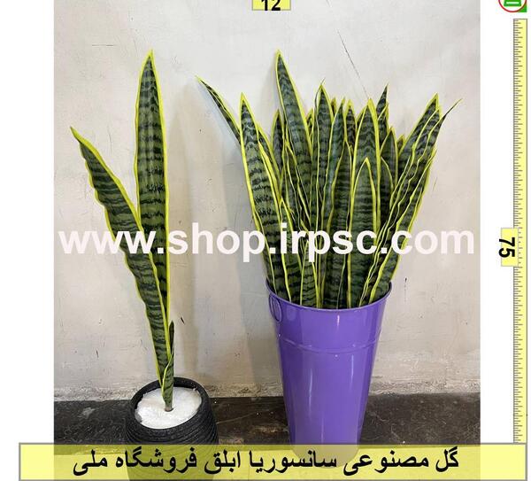 عکس گل سانسوریا ابلق