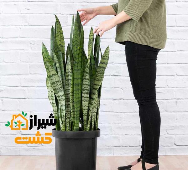عکس گل سانسوریا ابلق