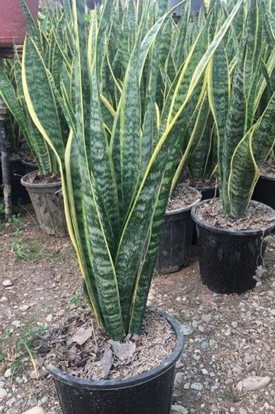 عکس گل سانسوریا ابلق