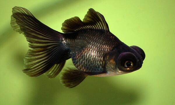 عکس ماهی سیاه عید