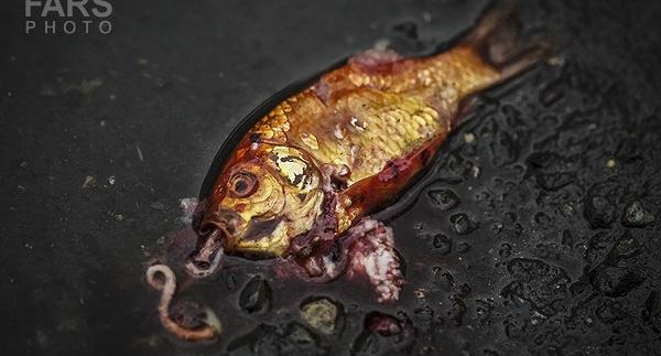 عکس ماهی سیاه عید