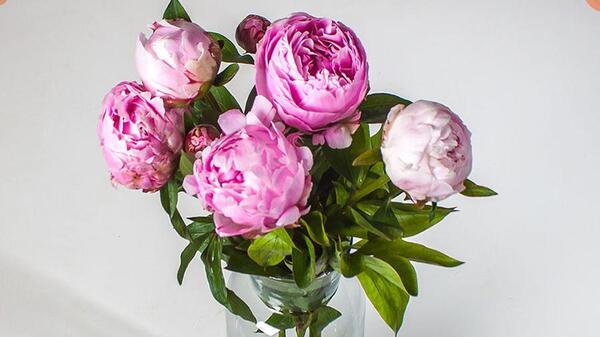 عکس گل صد برگ سفید