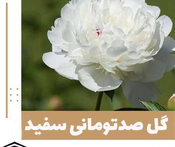 عکس گل صد برگ سفید