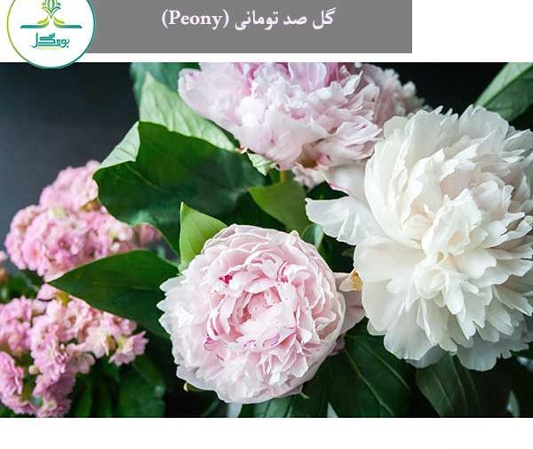 عکس گل صد برگ سفید